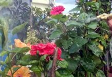 మొక్కలకు జీరో కాస్ట్ ఫెర్టిలైజర్