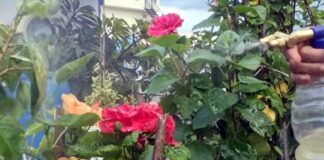 మొక్కలకు జీరో కాస్ట్ ఫెర్టిలైజర్