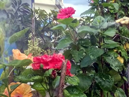 మొక్కలకు జీరో కాస్ట్ ఫెర్టిలైజర్