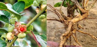ఆరోగ్య పంథా అశ్వగంధ
