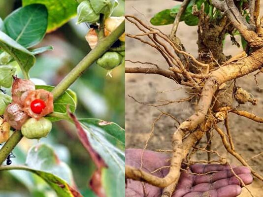 ఆరోగ్య పంథా అశ్వగంధ