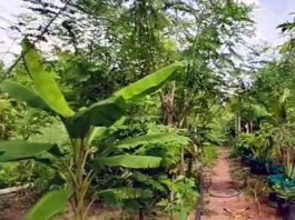 కలుపే బంగారం, అణువణువూ ఆదాయం