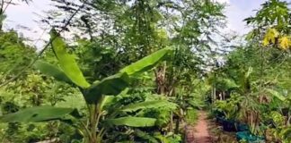 కలుపే బంగారం, అణువణువూ ఆదాయం