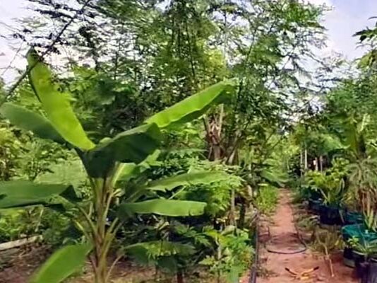 కలుపే బంగారం, అణువణువూ ఆదాయం