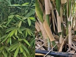ఎదురు లేని వెదురు!