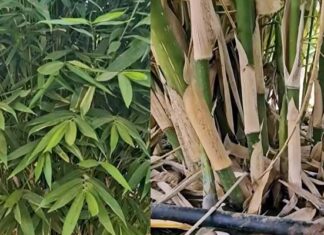 ఎదురు లేని వెదురు!