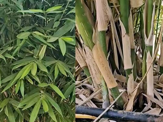 ఎదురు లేని వెదురు!