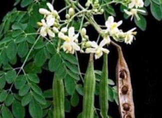 నీటిని శుభ్రపరిచే మునగ విత్తనాలు