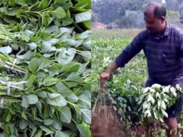 ఏడాదంతా ఆకు, కాయగూరలు