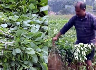 ఏడాదంతా ఆకు, కాయగూరలు