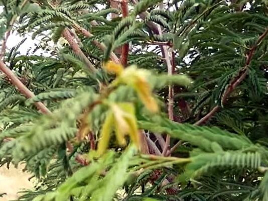 చింత లేని చింత సాగు