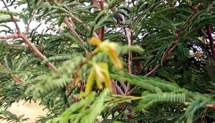 tamarind top