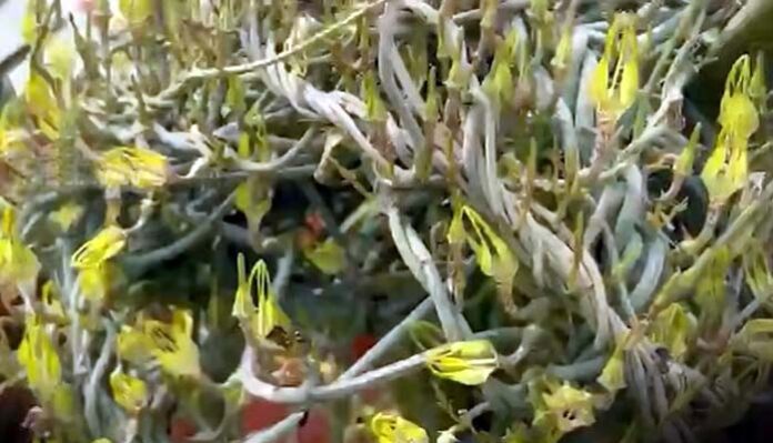 Ceropegia top