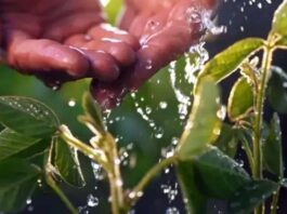తక్కువ నీటితో వ్యవసాయం