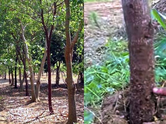 శ్రీగంధం సాగు.. ఈ తప్పులు చేయొద్దు