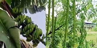 సహజ పంటల వైవిధ్యం