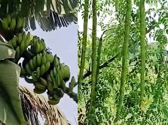 సహజ పంటల వైవిధ్యం